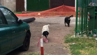 Čopor pasa lutalica u Dudovoj šumi