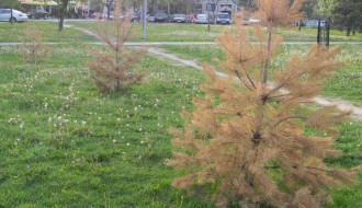 Beživotne jelke u ravnici