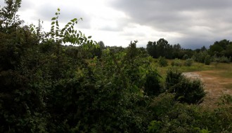 Korov u Verušićkoj ulici