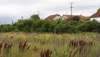 Korov u Verušićkoj ulici