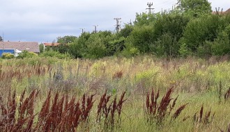 Korov u Verušićkoj ulici