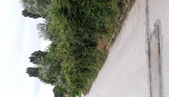 Korov u Verušićkoj ulici