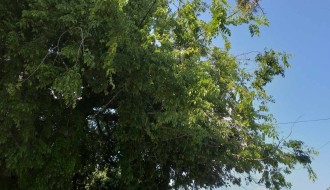 Orezivanje krošnji na javnoj površini (Ulica Dragiše Mišovića)