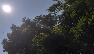 Orezivanje krošnji na javnoj površini (Ulica Dragiše Mišovića)