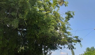 Orezivanje krošnji na javnoj površini (Ulica Dragiše Mišovića)