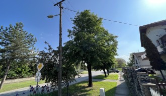 Strujne žice u krošnji (Pačirski put)