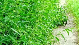 Ulica 26. Nova u Donjem Tavankutu - problem sa visokom travom i psima