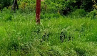 Ulica 26. Nova u Donjem Tavankutu - problem sa visokom travom i psima