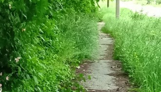 Ulica 26. Nova u Donjem Tavankutu - problem sa visokom travom i psima