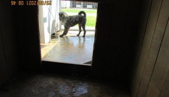 Gradski azil za pse i mačke na +40