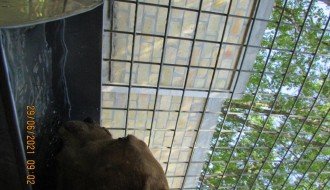 Gradski azil za pse i mačke na +40