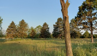 Visoka trava u parku na Bikovu