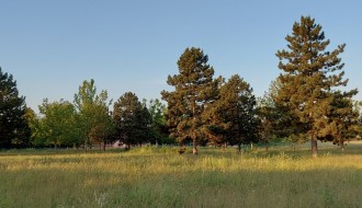 Visoka trava u parku na Bikovu