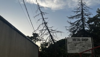 Drvo će pasti na strujni vod (Makova sedmica)