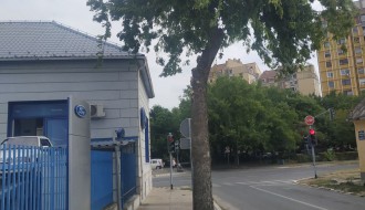 Neorezano drvo na javnoj površini na uglu Beogradskog puta i Blaška Rajića