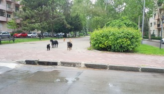 Psi lutalice u centru grada