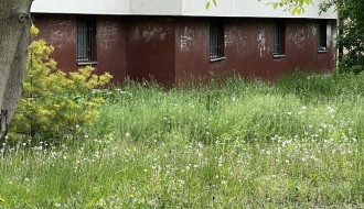 Visoka trava u Kireškoj ulici