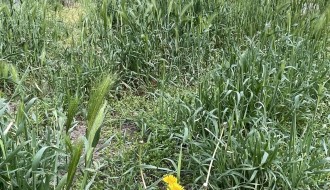 Visoka trava u Kireškoj ulici