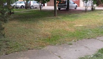 Visoka trava u Kireškoj ulici