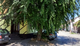 Kada Čistoća i zelenilo (ne) radi posao za koji su plaćeni