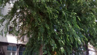 Kada Čistoća i zelenilo (ne) radi posao za koji su plaćeni