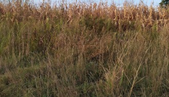 Trava i korov na stazi u ulici Frana Supila