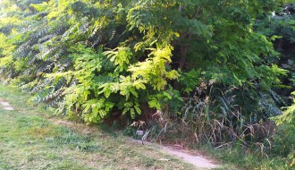 Trava i korov na stazi u ulici Frana Supila