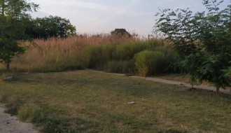 Trava i korov na stazi u ulici Frana Supila