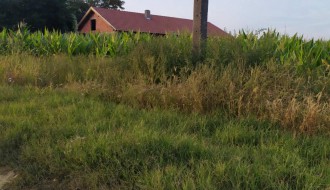 Trava i korov na stazi u ulici Frana Supila