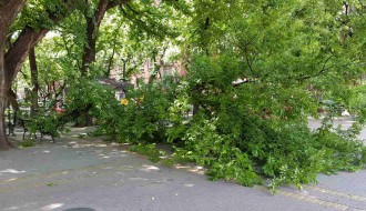 Nebezbedna stabla u centru grada