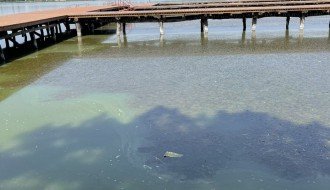 Uginula riba uz turistički deo Palićkog jezera