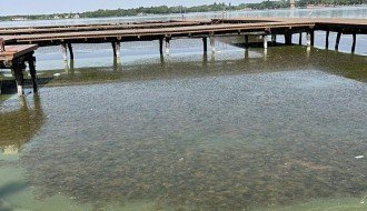 Uginula riba uz turistički deo Palićkog jezera