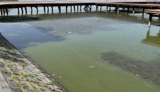 Uginula riba uz turistički deo Palićkog jezera