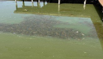 Uginula riba uz turistički deo Palićkog jezera