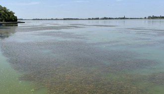 Uginula riba uz turistički deo Palićkog jezera