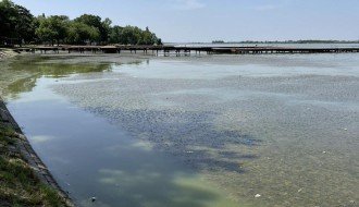 Uginula riba uz turistički deo Palićkog jezera