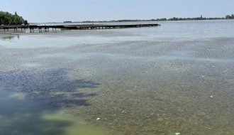 Uginula riba uz turistički deo Palićkog jezera