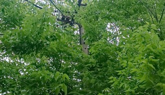 Orezivanje uraslih grana u strujovod u ulici Svetozara Miletića