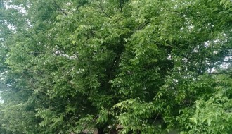 Orezivanje uraslih grana u strujovod u ulici Svetozara Miletića