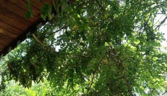 Kako rešiti krošnju drveta koja udara u oluk i krov zgrade?