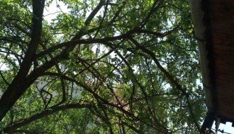 Kako rešiti krošnju drveta koja udara u oluk i krov zgrade?