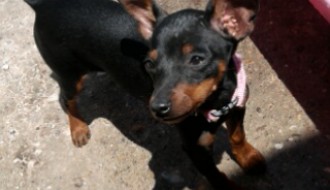 Izgubljen pas patuljasti pinč