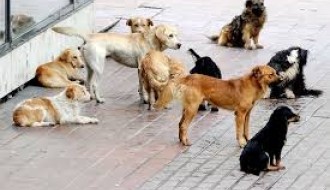 Bikovo ima veliki problem sa lutalicama