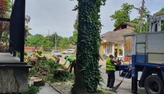 Oštećen trotoar prilikom sečenja drveća u Kireškoj ulici