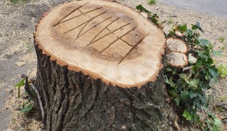 Oštećen trotoar prilikom sečenja drveća u Kireškoj ulici