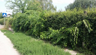 Neodržavanje obdaništa u MZ Mali Bajmok