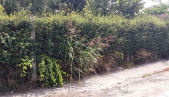 Neodržavanje obdaništa u MZ Mali Bajmok