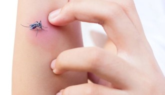 Invazija komaraca na Prozivci