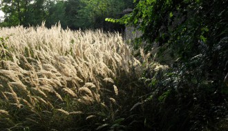 Napuštena i zapuštena kuća kraj somborske pruge
