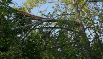 Polomljena grana tačno iznad pešačke staze (Magnetna polja)